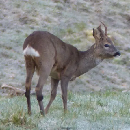 Chalet La Céleste, Privé Tendon