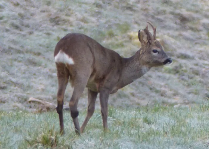 Chalet La Celeste, Prive Tendon